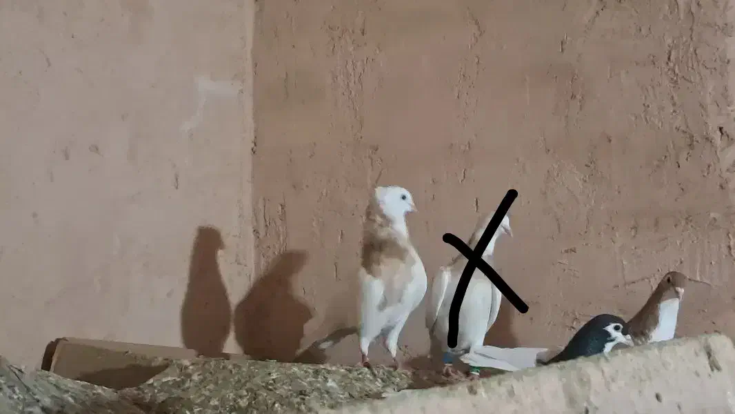 طوقی زرد|حیوانات|سبزوار, هویزه|دیوار