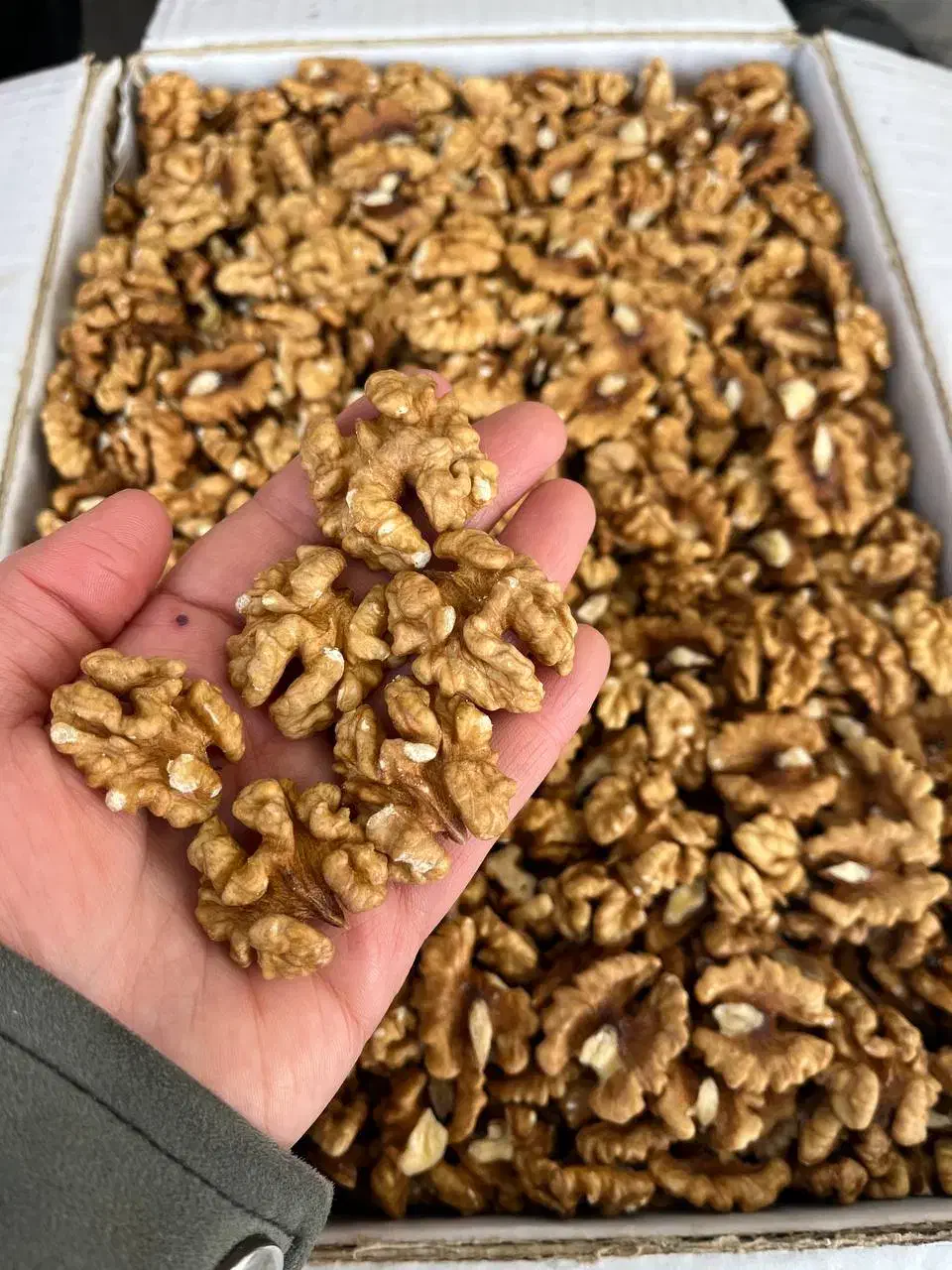 گردو و مغز گردو|عمده‌فروشی|مشهد, سرافرازان|دیوار