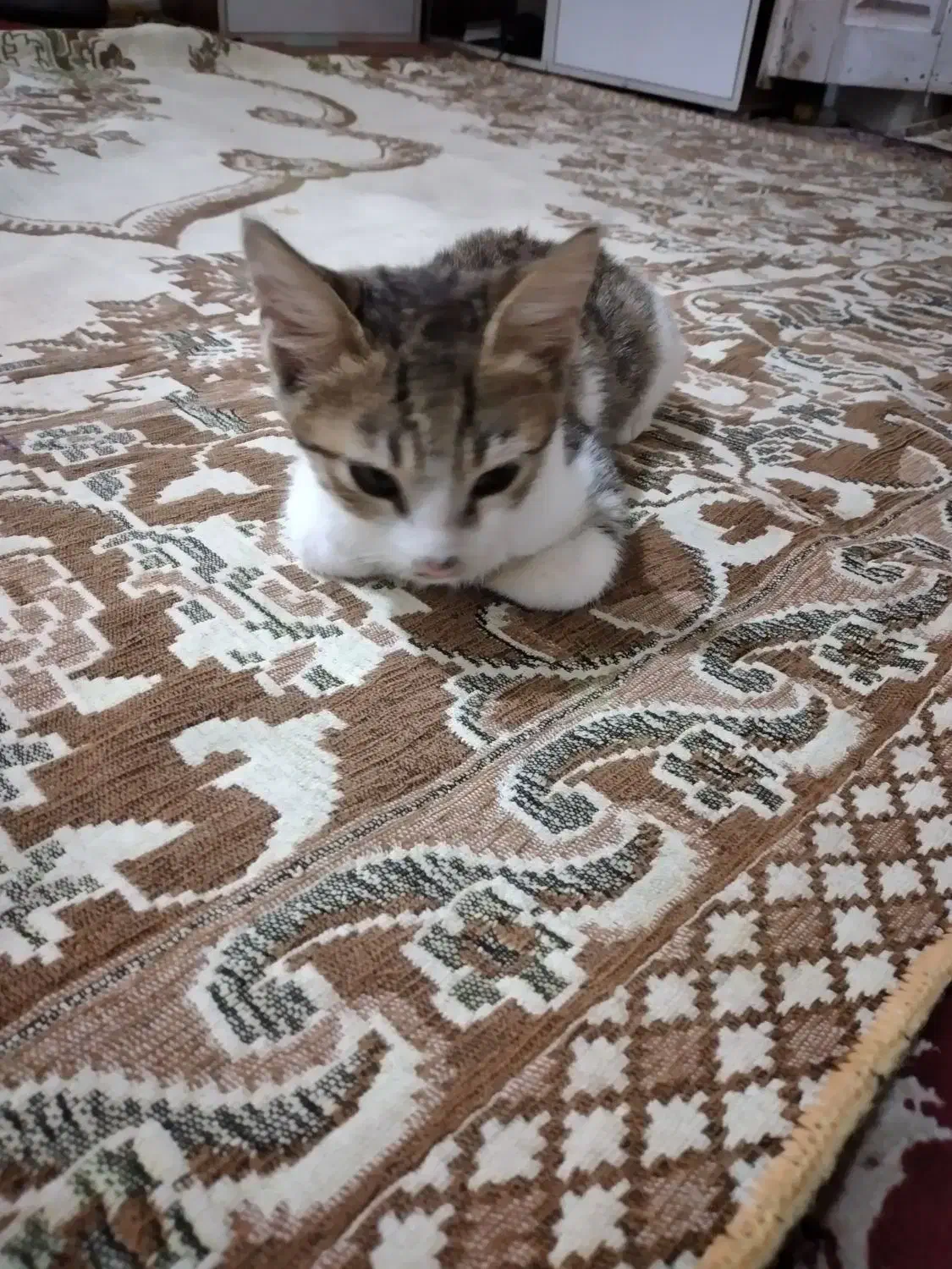 سرپرستی گربه رایگان|گربه|آستانه اشرفیه, |دیوار