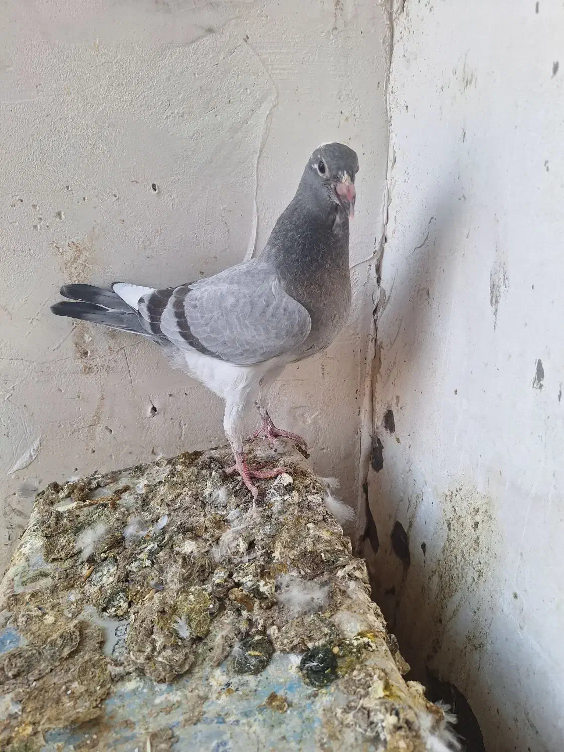 جوجه المانی|پرنده|مشهد, ادیب نیشابوری (شهرک غرب)|دیوار