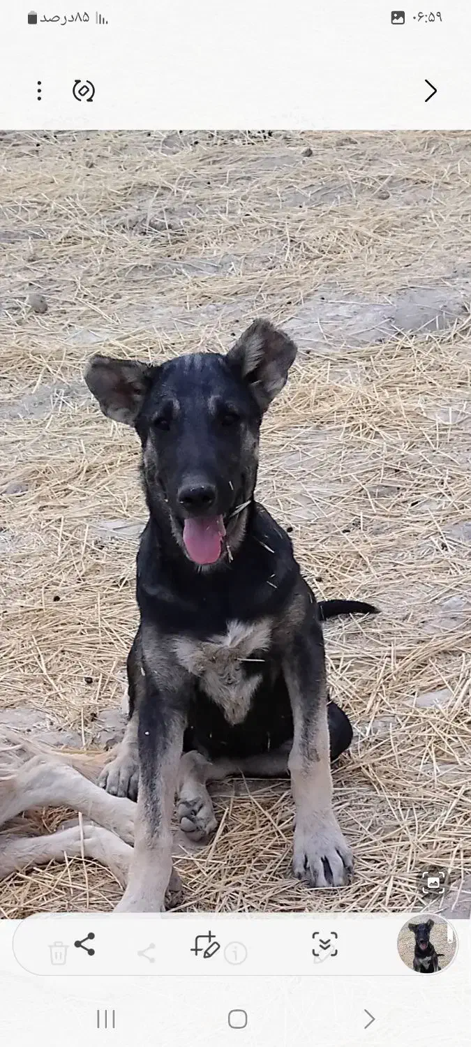 سگ دزدیده شده|حیوانات|باروق, |دیوار