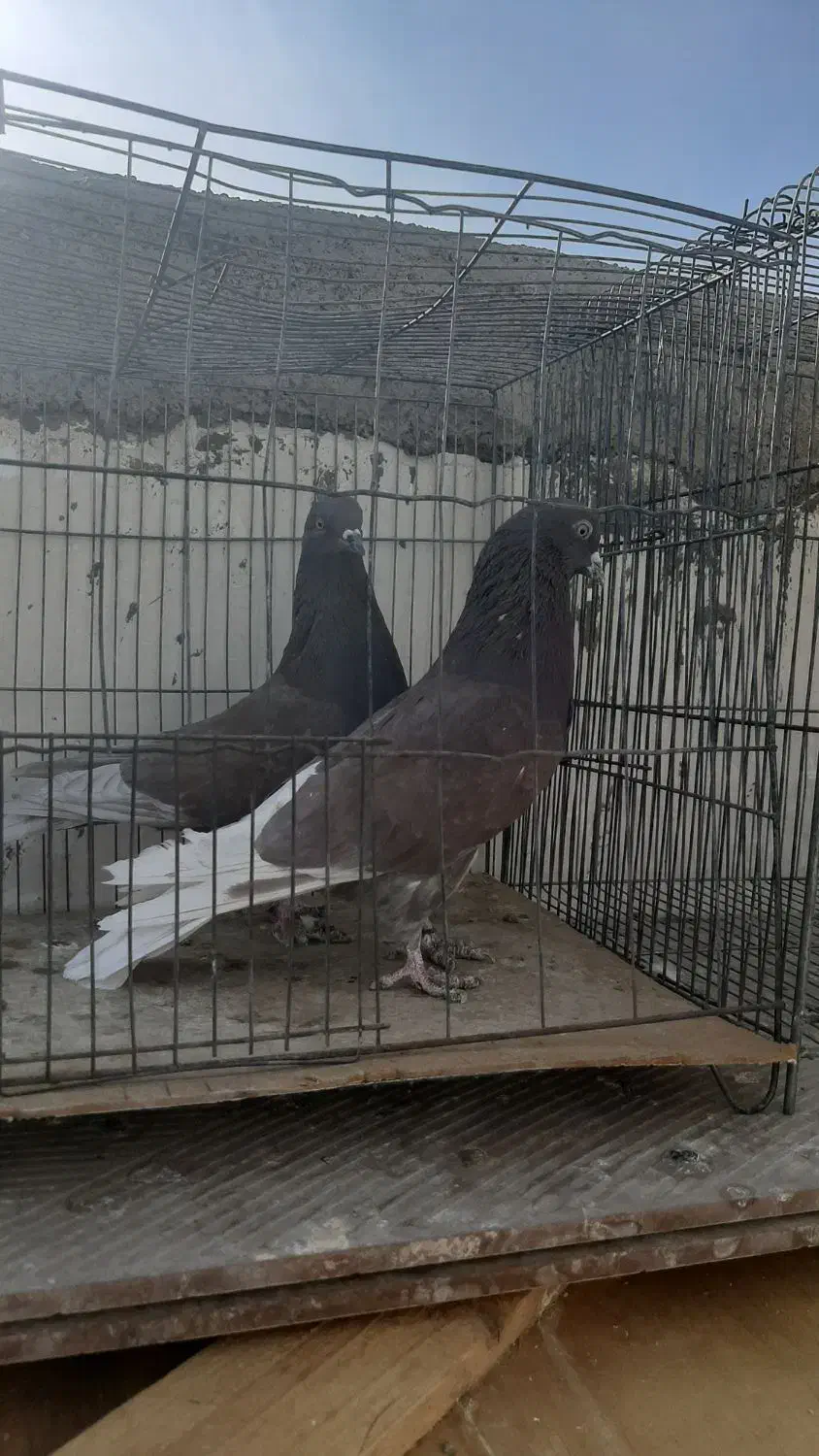 کبوتر|پرنده|اردکان, |دیوار