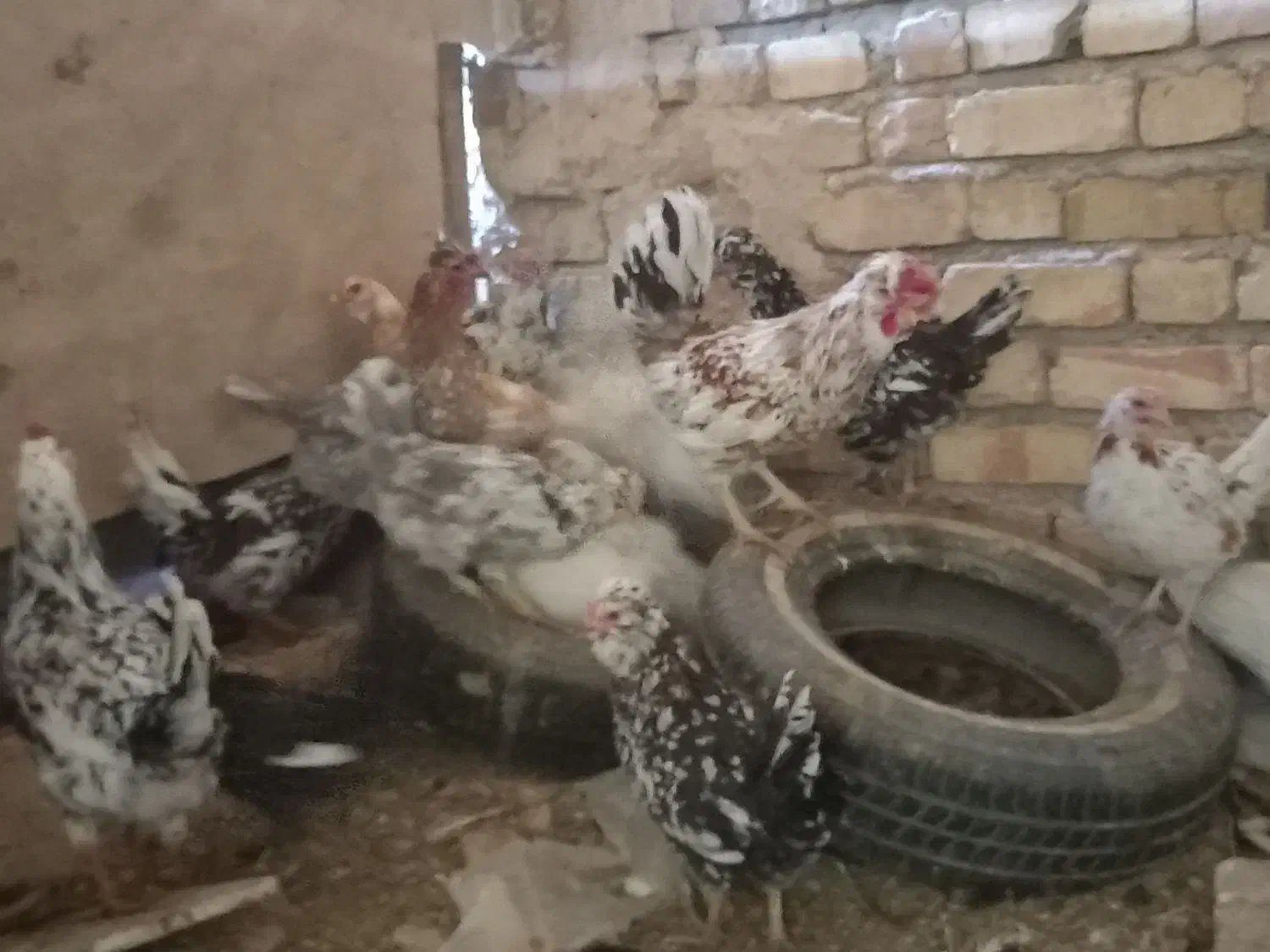 گلین|حیوانات مزرعه|قهدریجان, |دیوار