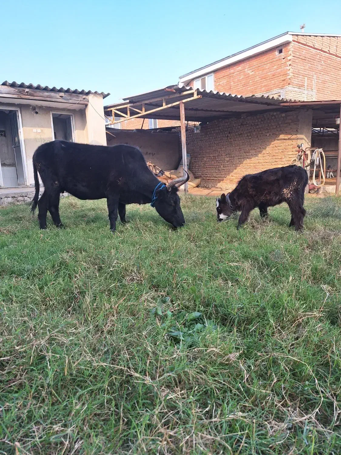 گاو گوساله دار محلی|حیوانات مزرعه|سیمین شهر, |دیوار