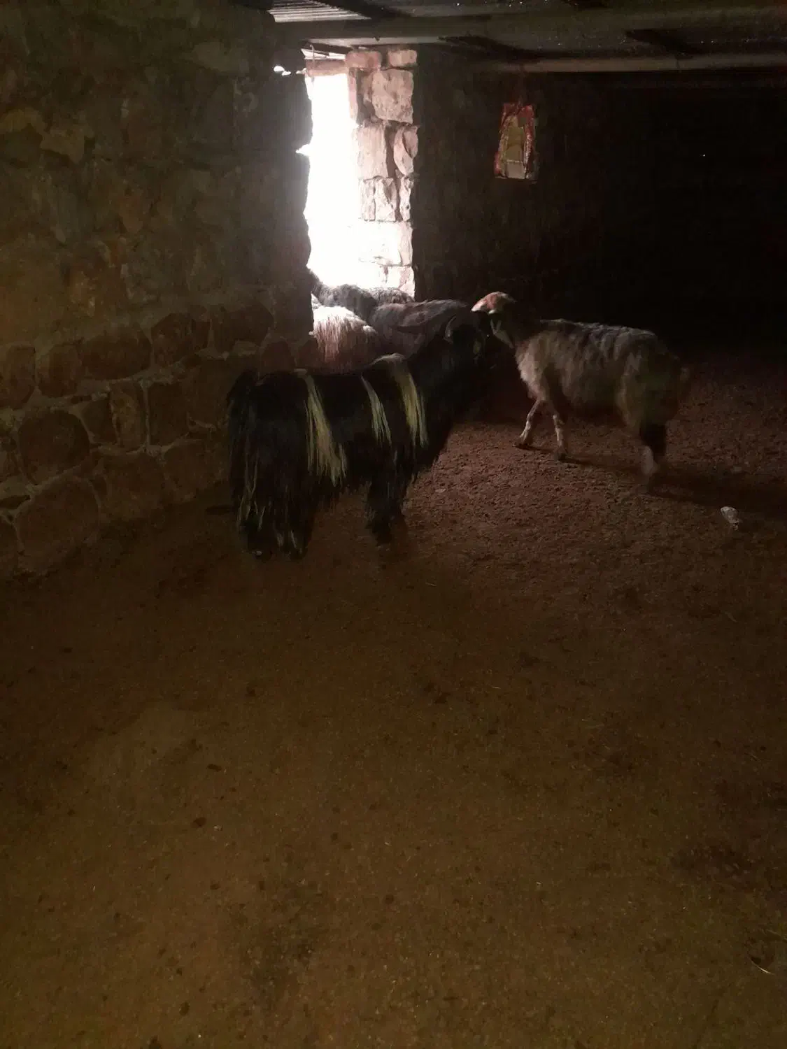 بعده|حیوانات مزرعه|لالی, |دیوار