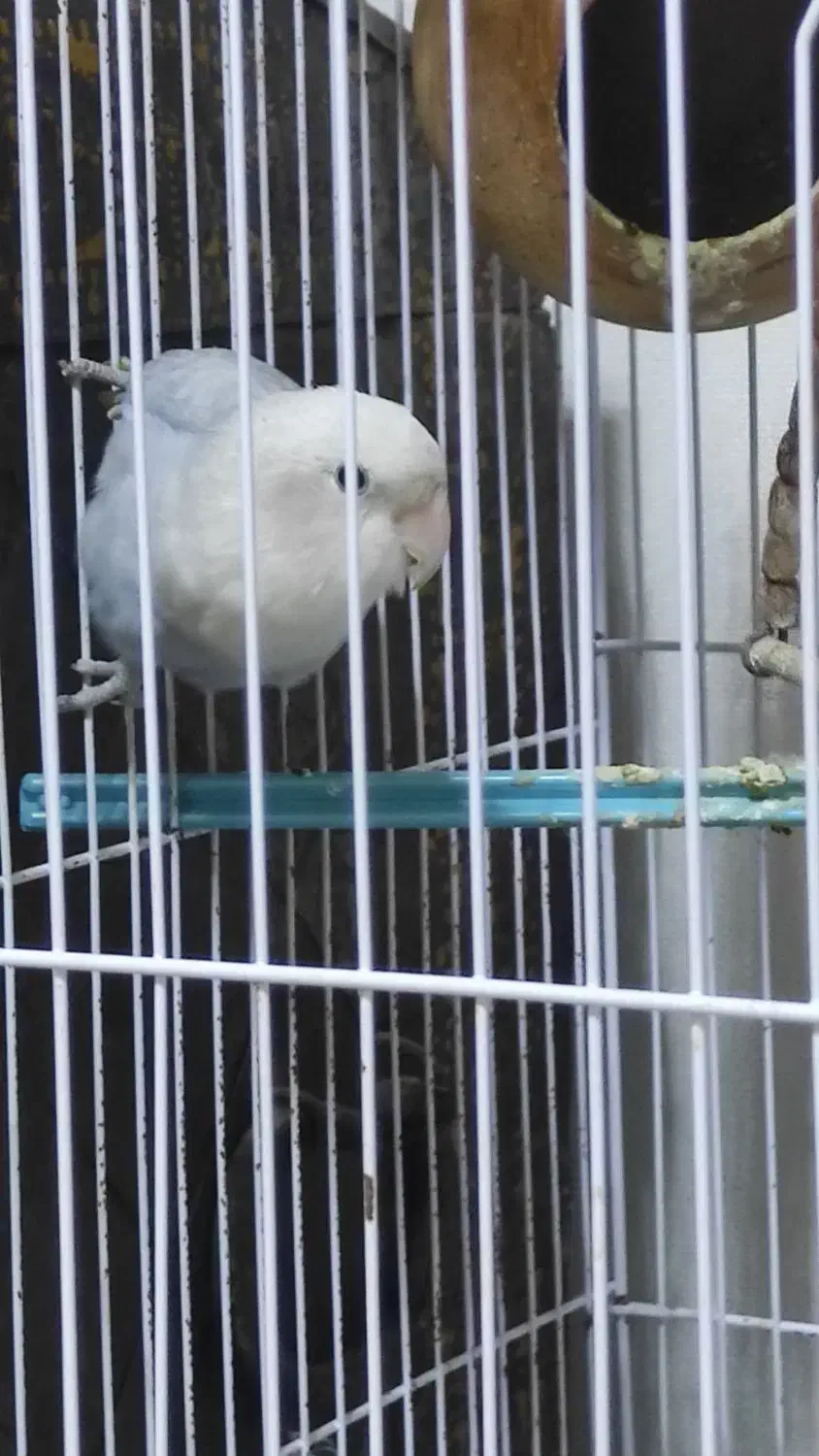 طوطی کوتوله  برزیلی ماده  آبی طوسی با قفس|پرنده|رشت, کوی مهر|دیوار