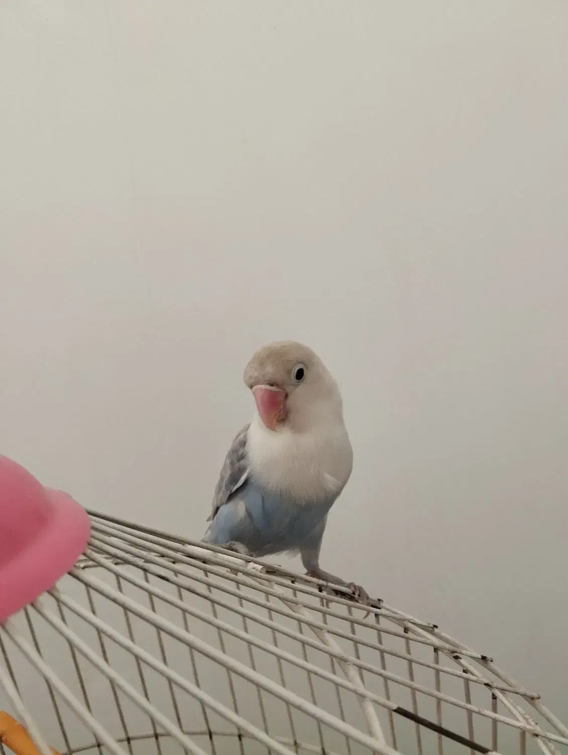 کوتوله|پرنده|مشهد, جاهد شهر|دیوار