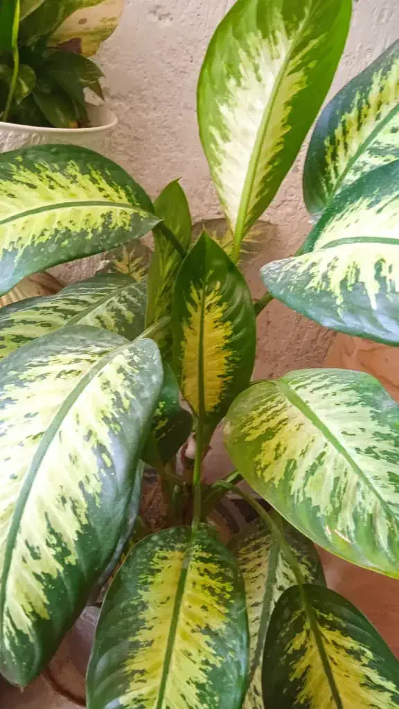 ۷گل گلدان ویک صندلی ارایشگاه ویک میزتلدزیون|میز تلفن|نورآباد ممسنی, |دیوار