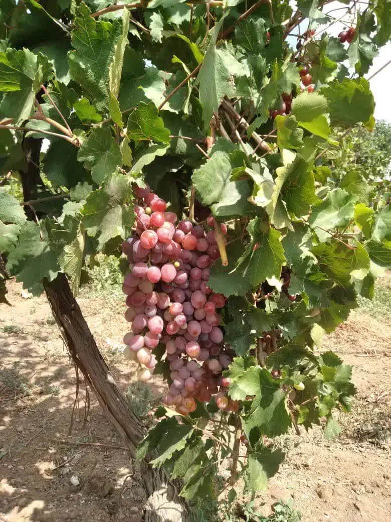 فروش و معاوضه باغ ۳۲۵۰۰ متری ، جنب اتوبان زنجان|فروش دفتر صنعتی، کشاورزی، تجاری|خرمدره, |دیوار