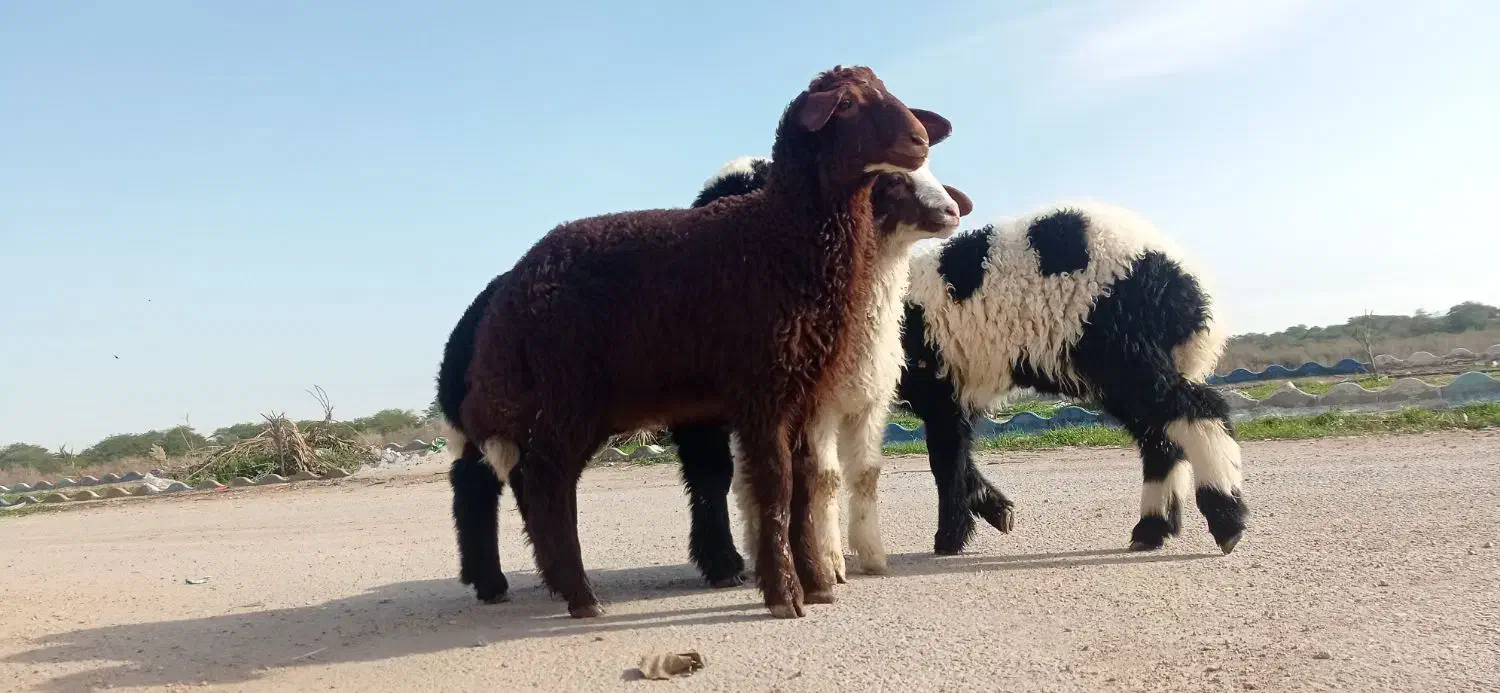 بره نر چاق چاق|حیوانات مزرعه|اهواز, منازل کارون|دیوار