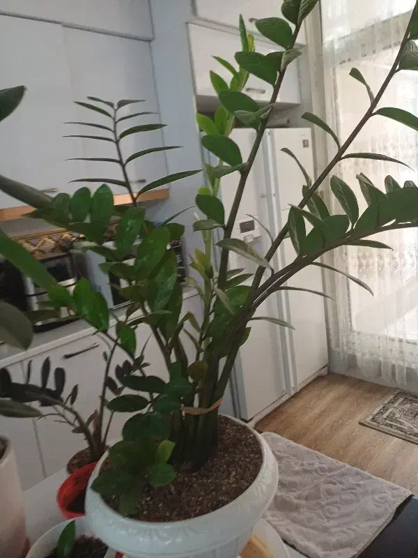 گل طبیعی|گل و گیاه طبیعی|مشهد, شهرک بهارستان|دیوار