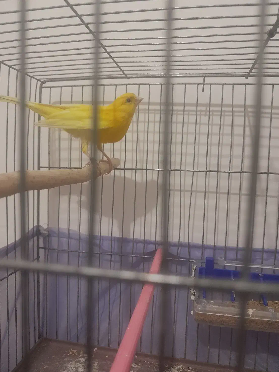 قناری فوری|پرنده|صفادشت, |دیوار