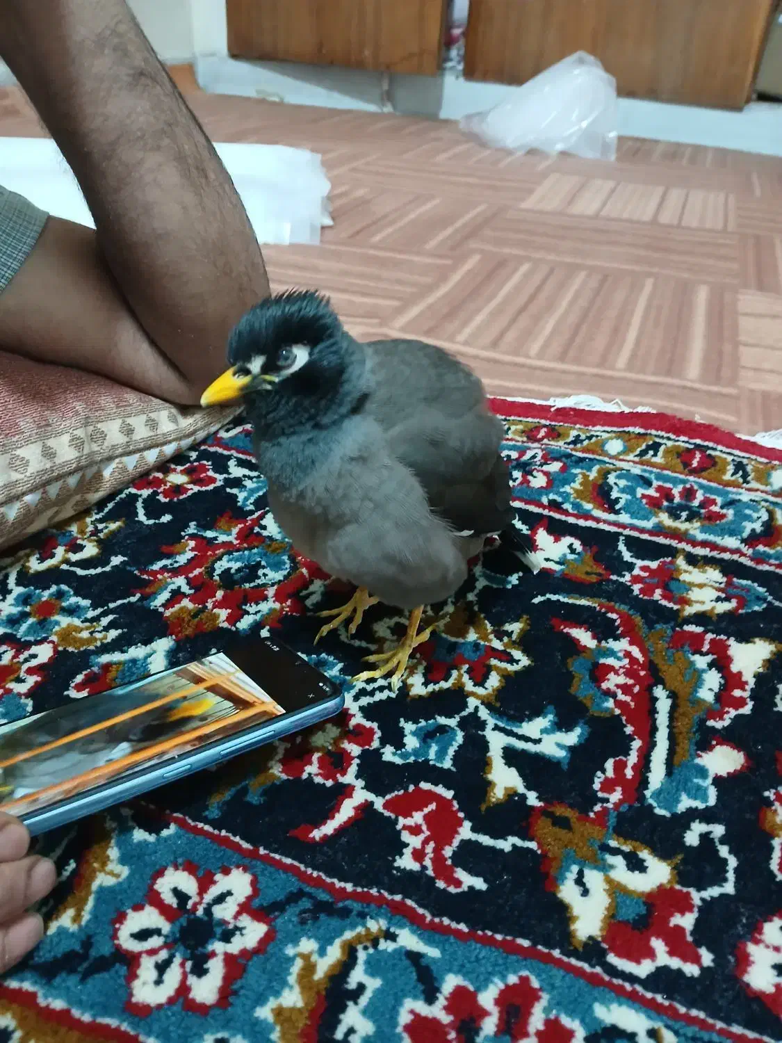 مرغ مینا|پرنده|تهران, قزل قلعه|دیوار