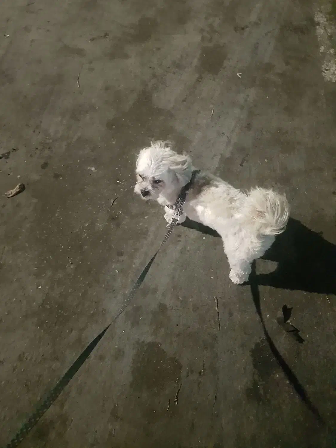 پت شیتزو تریر|سگ|تهران, قیطریه|دیوار