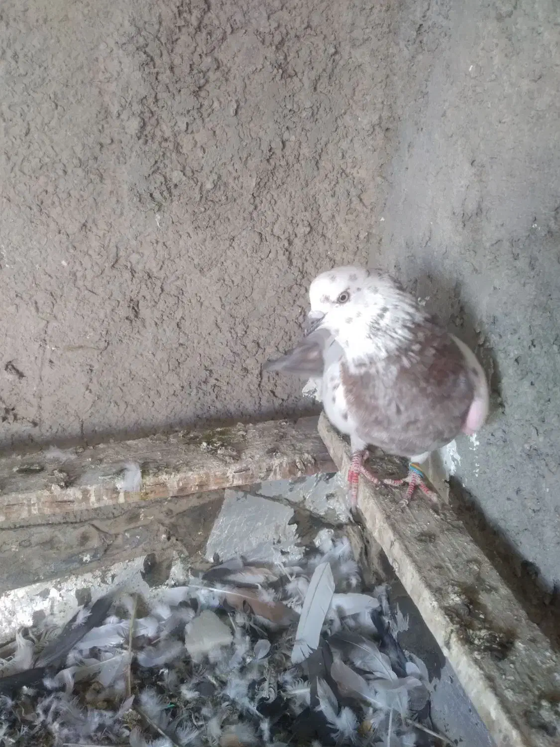 کفتر|پرنده|فولادشهر, B2|دیوار