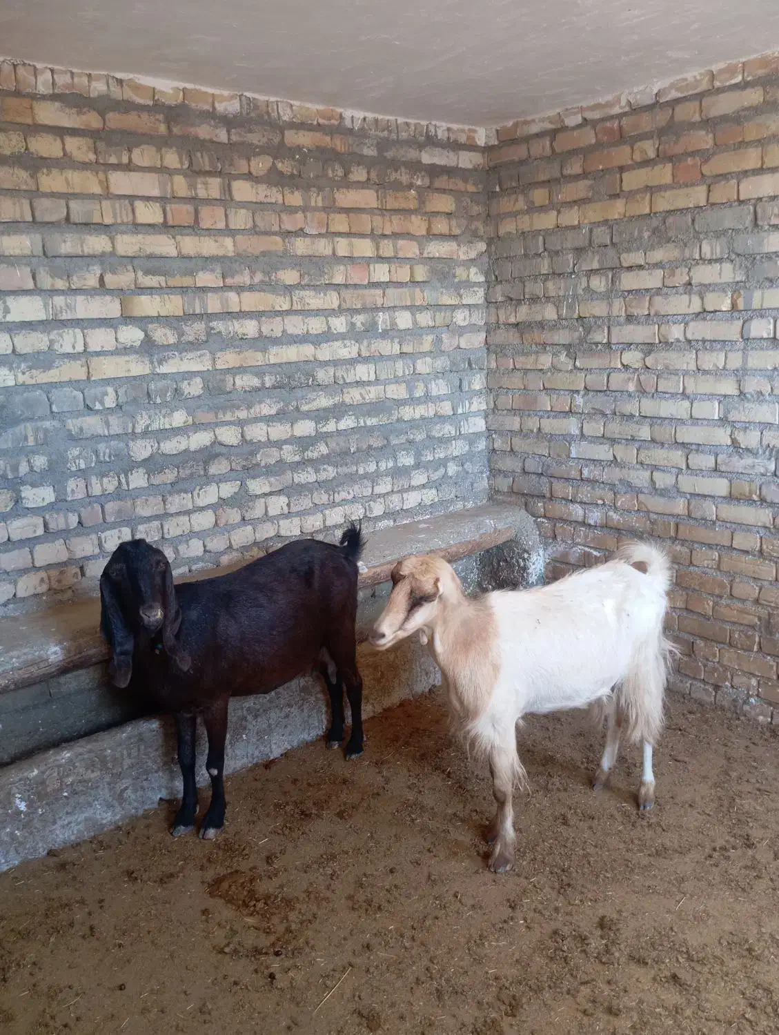 واگذار|حیوانات مزرعه|ماهدشت, |دیوار