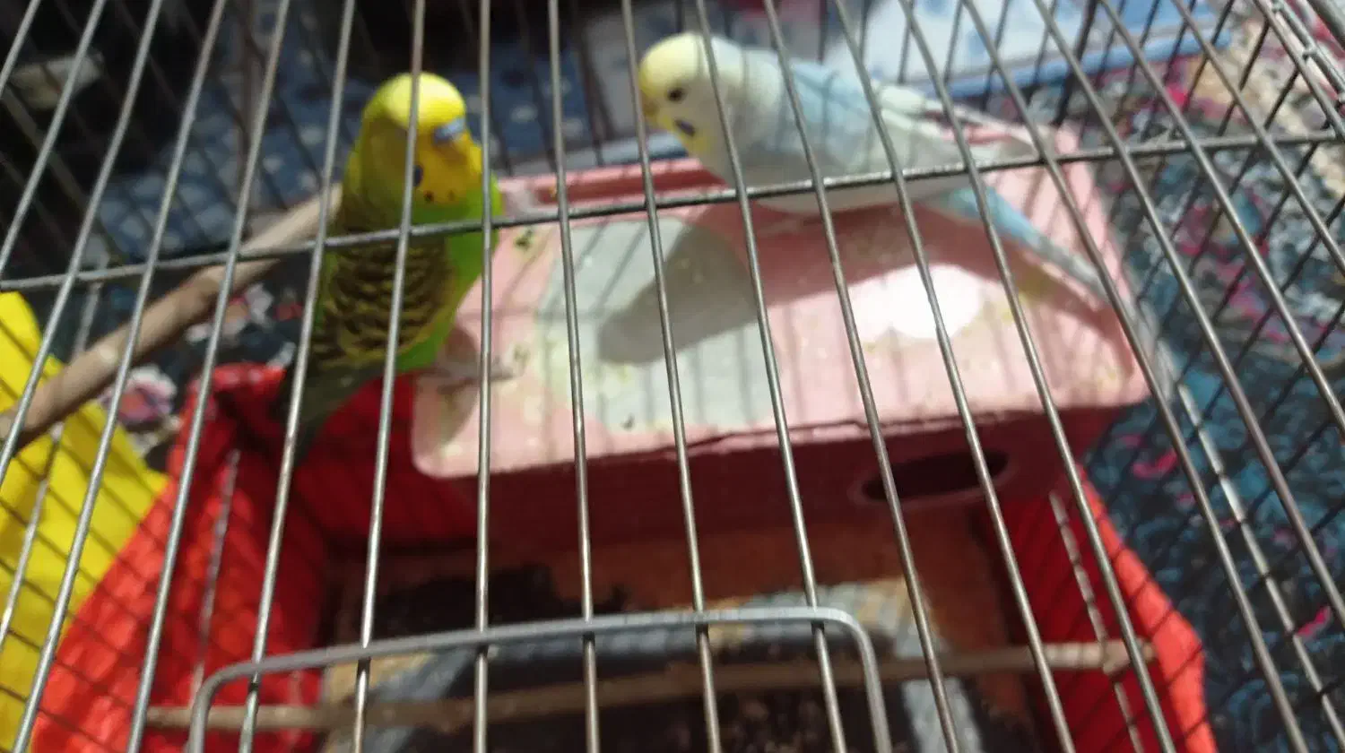 مرغ عشق مولد|پرنده|محمدشهر, محمدشهر|دیوار