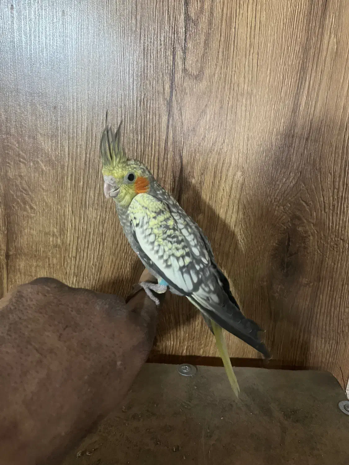 طوطی هلندی|پرنده|گلستان (تهران), |دیوار