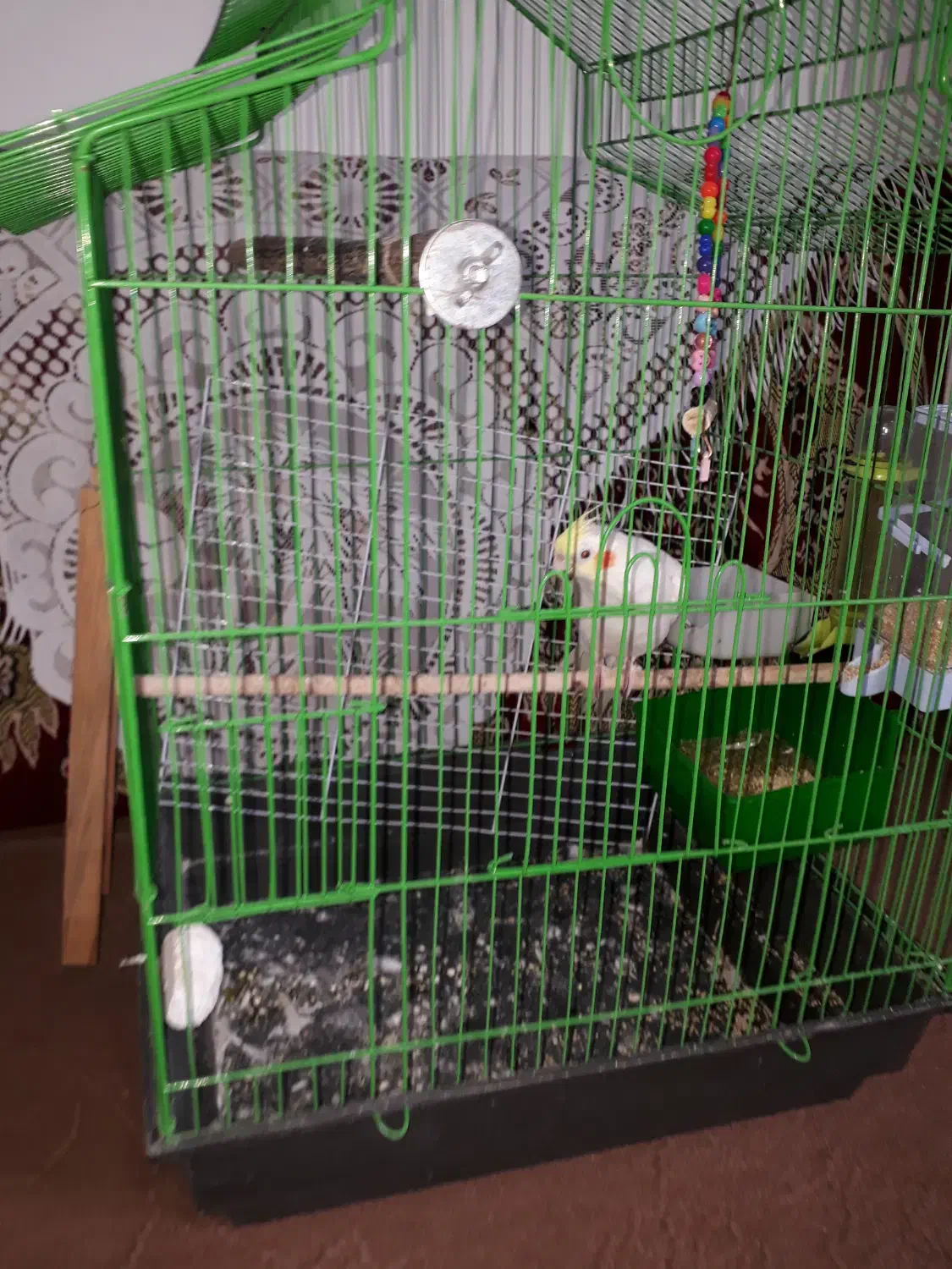 عروس هلندی نر ،، بازی گوش|پرنده|نوشهر, |دیوار