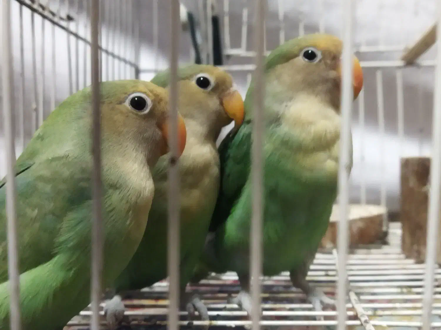 ۳ عدد طوطی بریزیلی بازیگوش|پرنده|تهران, یافتآباد|دیوار