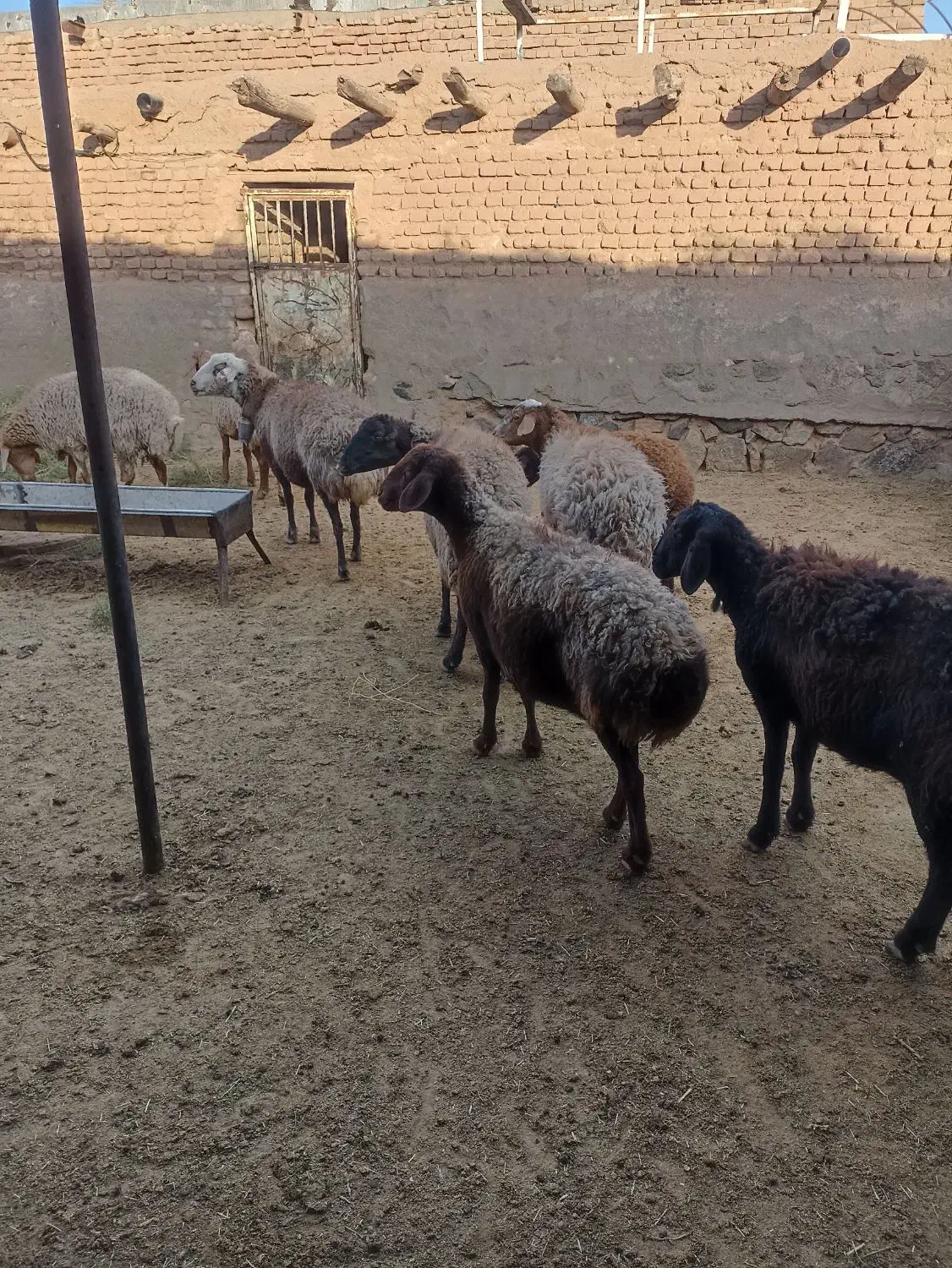 میش داشتی|حیوانات مزرعه|سبزوار, قصبه شرقی|دیوار