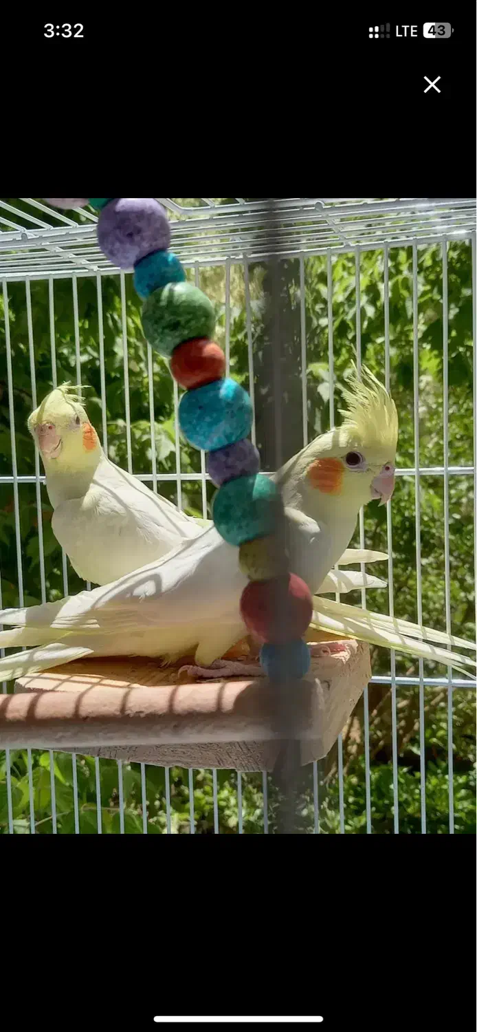 جفت عروس هلندی نیم رام سخنگو مولد لتینو روتخم|پرنده|کرمان, |دیوار