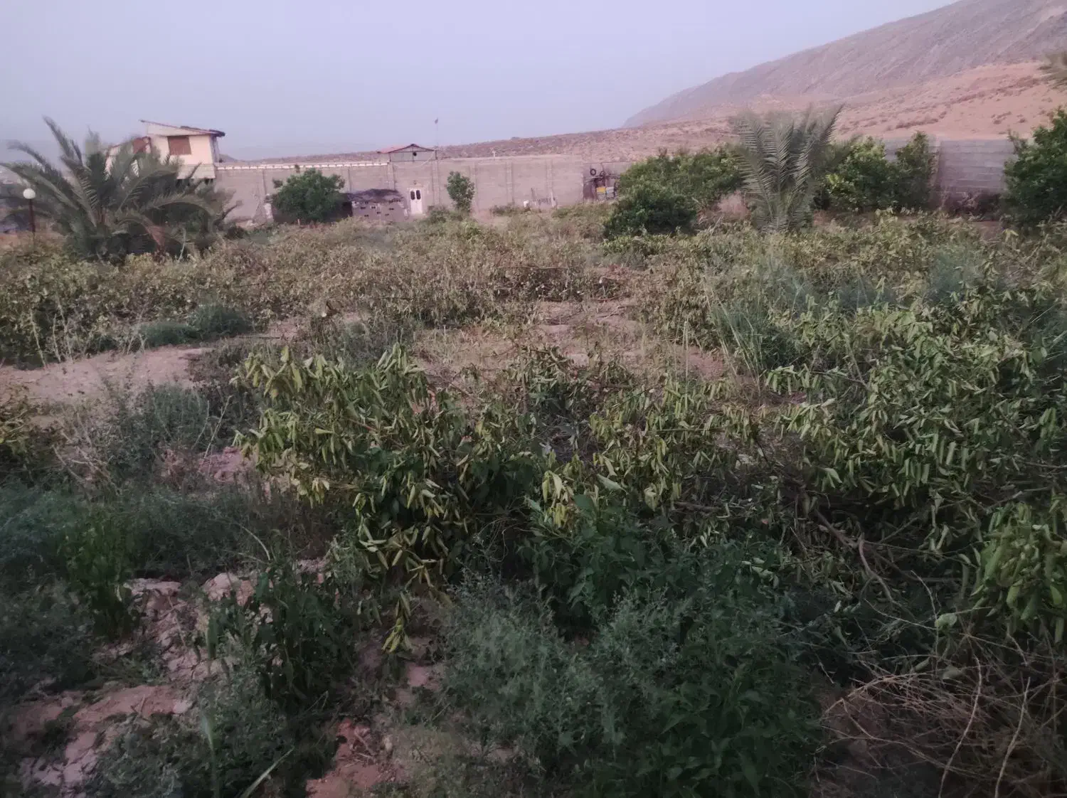 باغ انجیر نو نهال|فروش زمین و ملک کلنگی|شیراز, گلکوب|دیوار