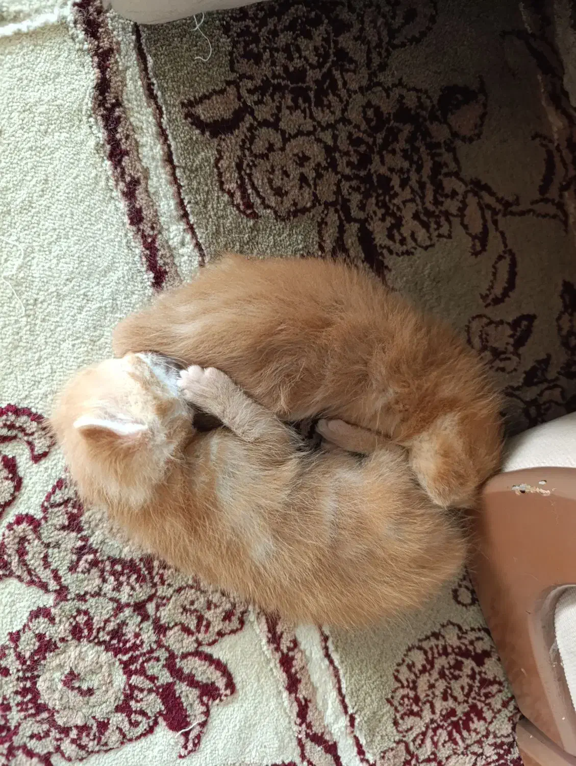 واگذاری گربه دی اس اچ|گربه|کرمان, |دیوار