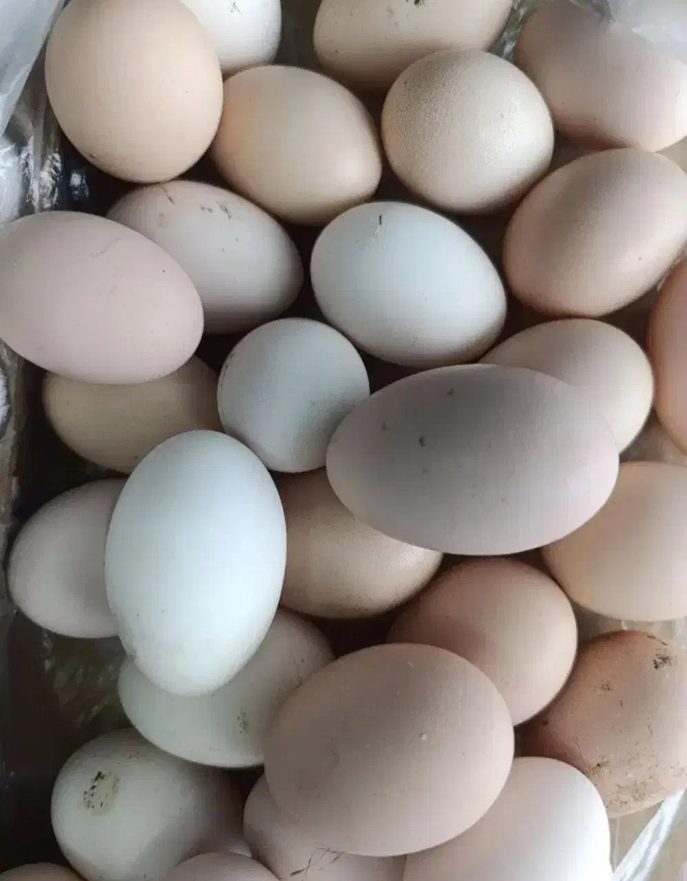 ....|خوردنی و آشامیدنی|فردوس (خراسان), |دیوار