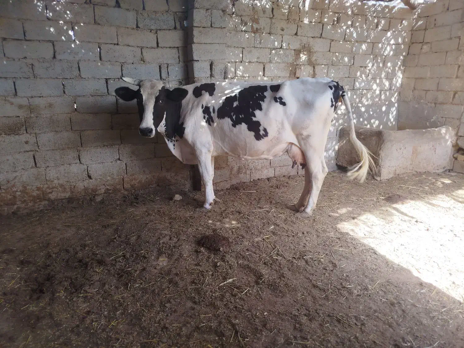 گاو|حیوانات مزرعه|زهک, |دیوار