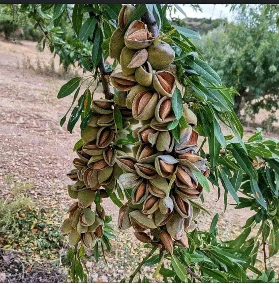 تولیدکننده نهال انواع صنوبر، میوه، گردو، بادام|خدمات باغبانی و درختکاری|شاهین‌شهر, ۹ دی|دیوار