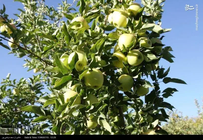 ۲۰۰۰مترمربع/باغ میوه/سندتک برگ/چقادون|فروش زمین و ملک کلنگی|دورود, |دیوار
