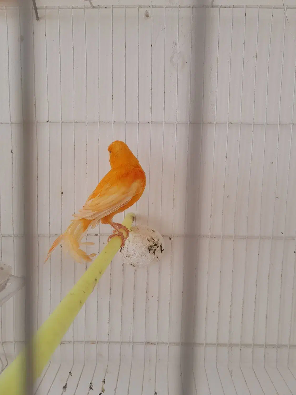 سه تا دونر یه ماده قنار سرخ ابلغ|پرنده|تربتحیدریه, پائین ولایت|دیوار