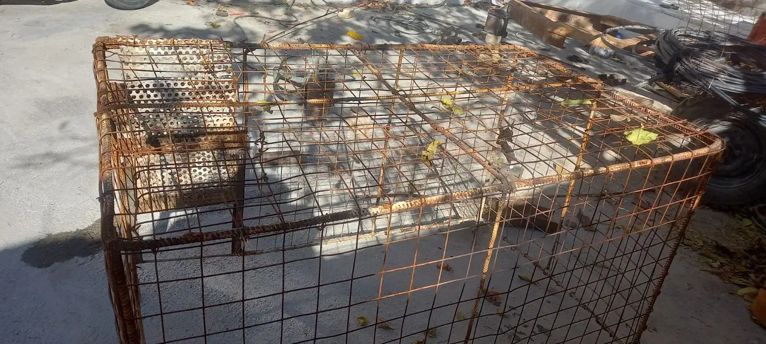 مرغدونی|حیوانات مزرعه|دالاهو, |دیوار