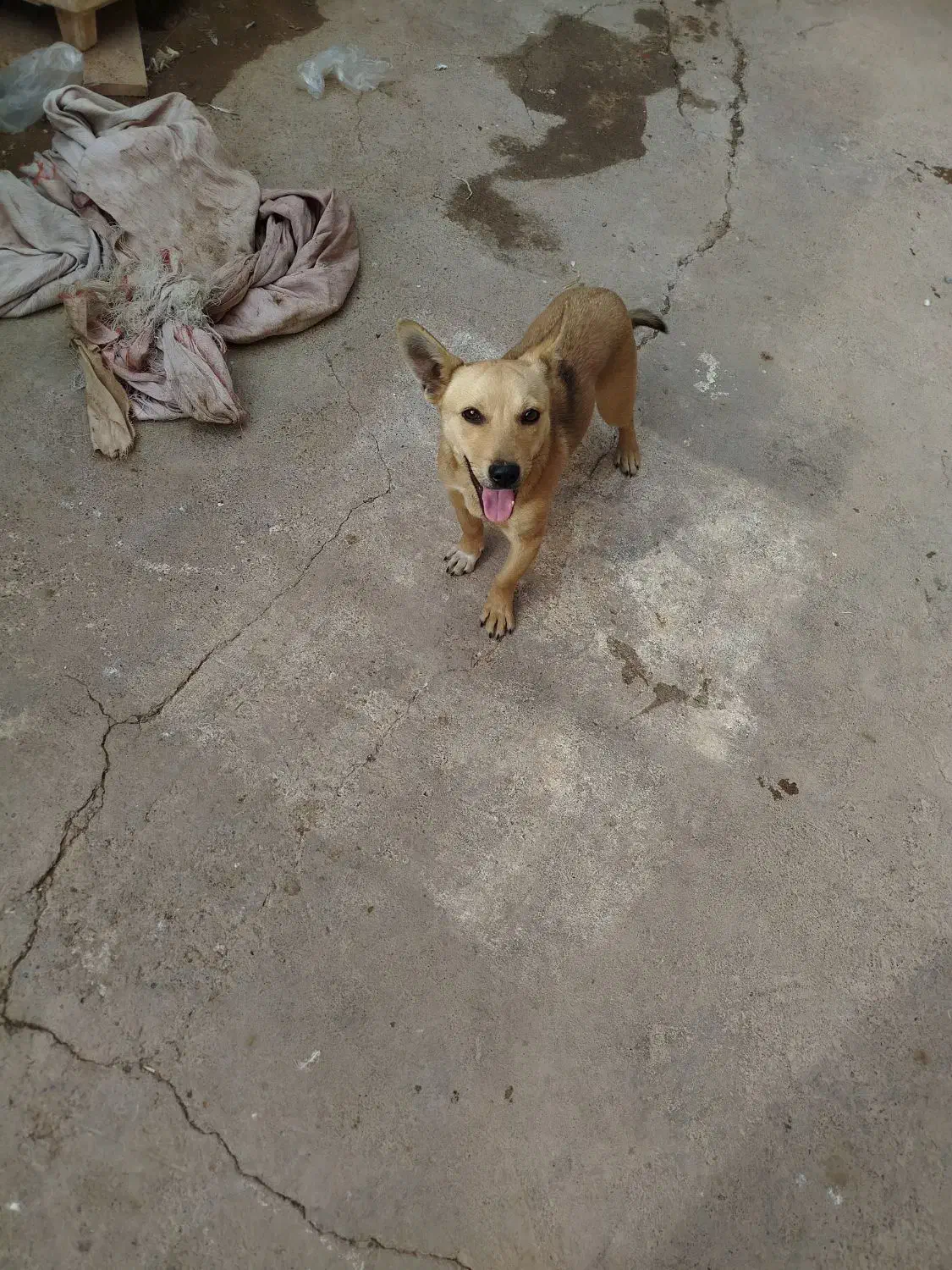 واگذاری سگ پاکوتا|سگ|تربت جام, جامرود|دیوار