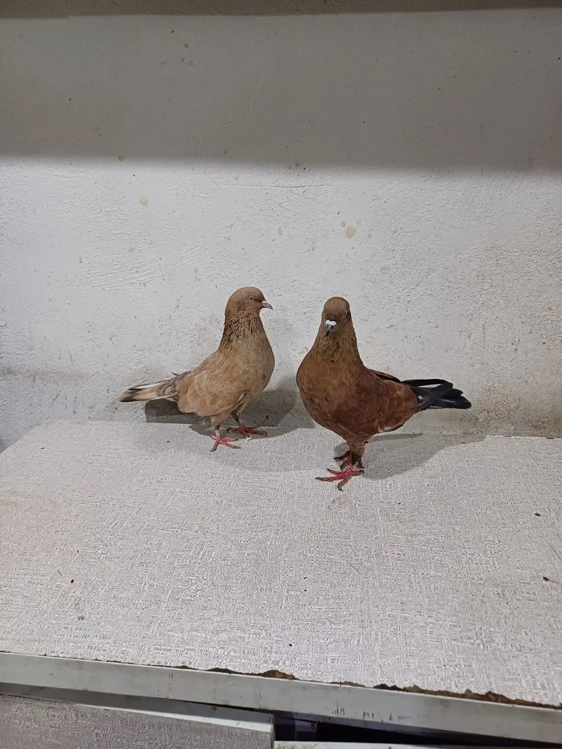 فروش کبوتررنگی|پرنده|بندر امام خمینی, |دیوار