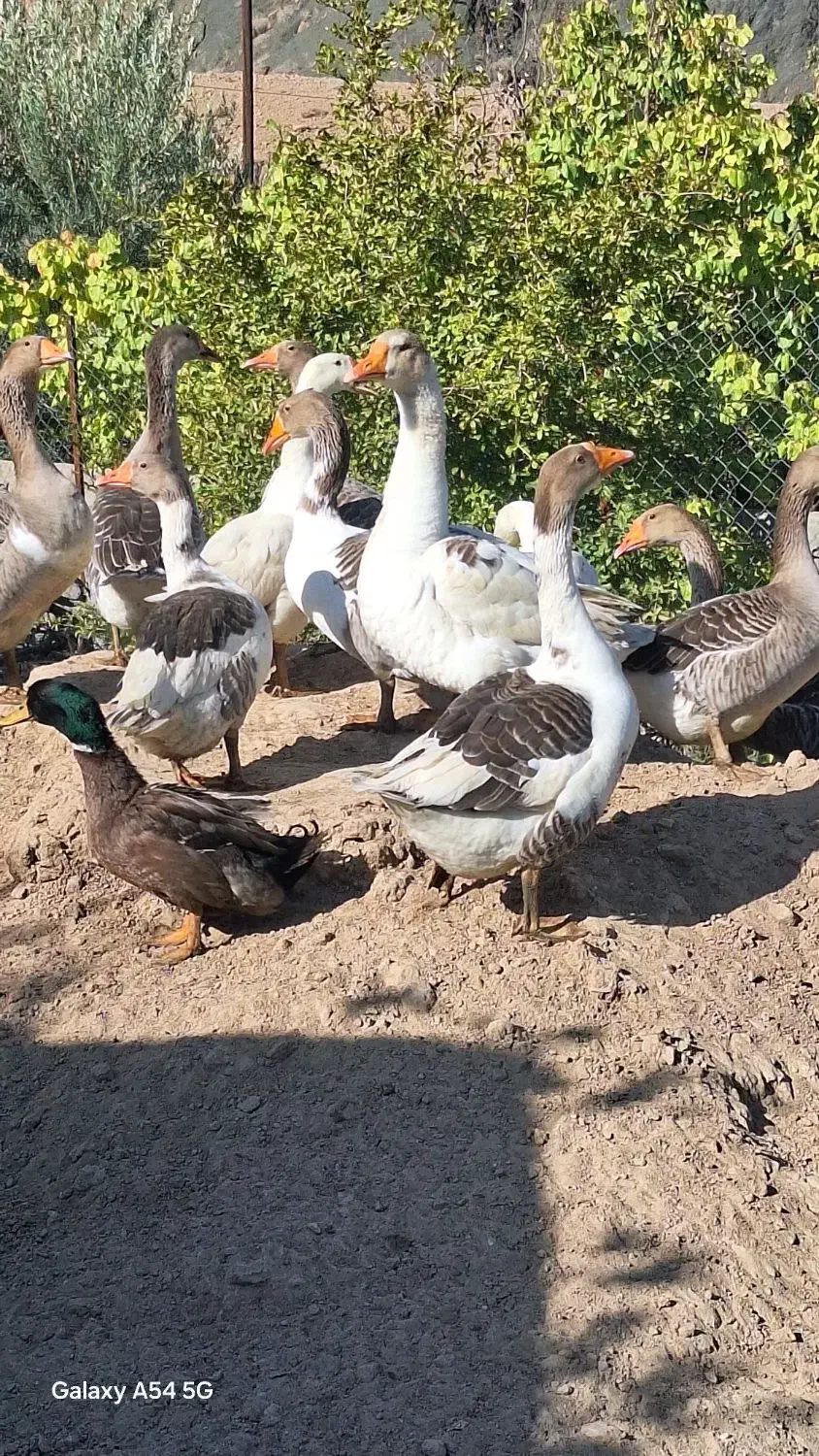 جوجه غاز ۷ماهه|حیوانات مزرعه|طبس, |دیوار