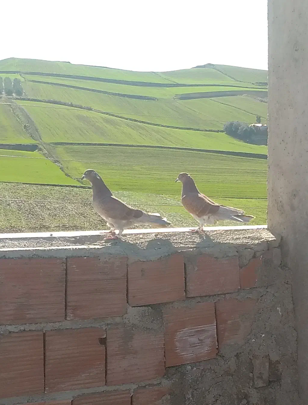 کبوتر سرخ|پرنده|مینودشت, |دیوار