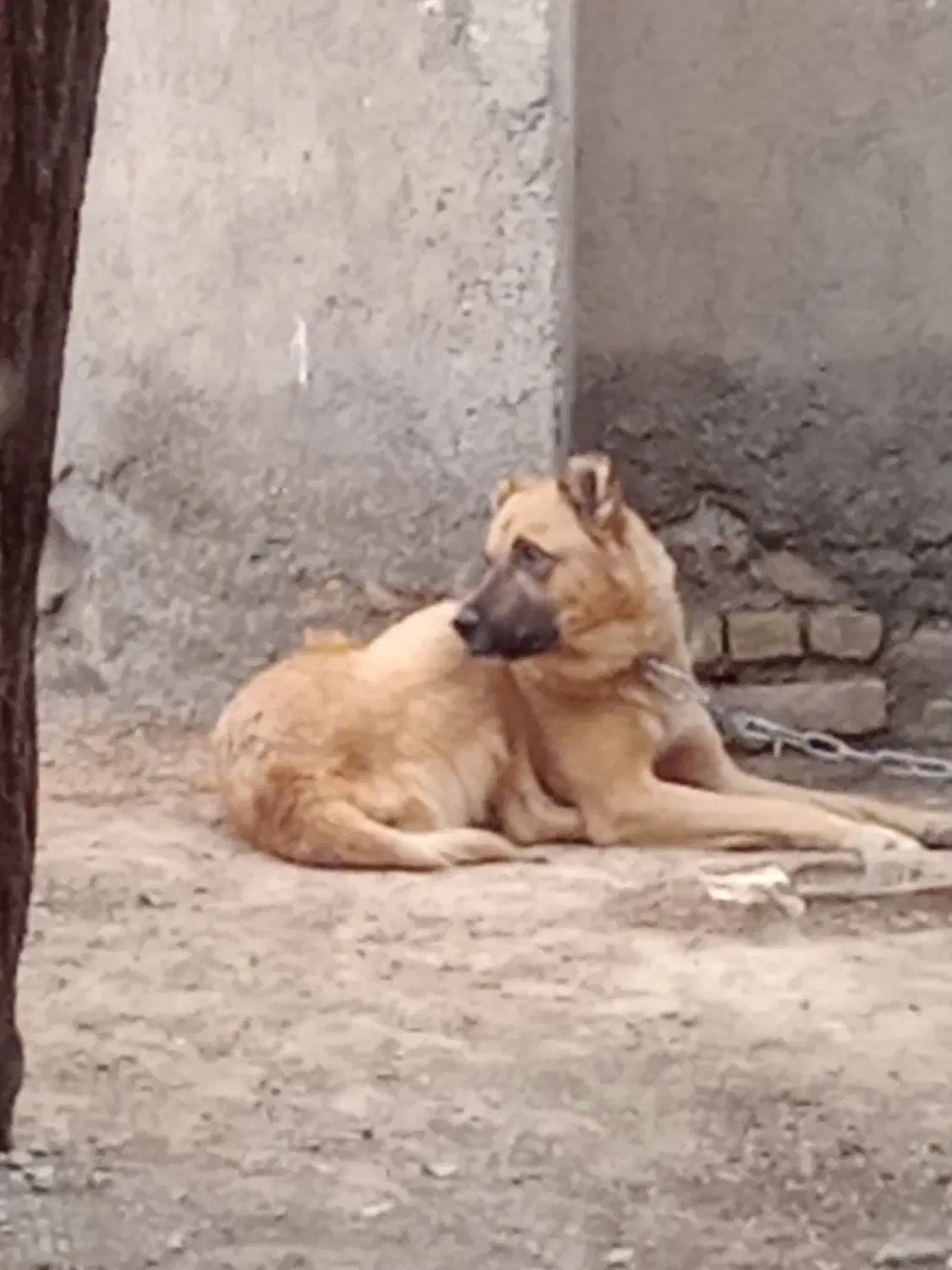 با سلام سگ سرابی ۱۶ ماهه|سگ|مشهد, طرق|دیوار