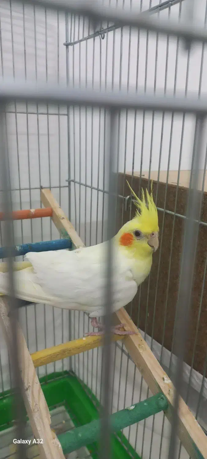 عروس هلندی|پرنده|اردکان, |دیوار