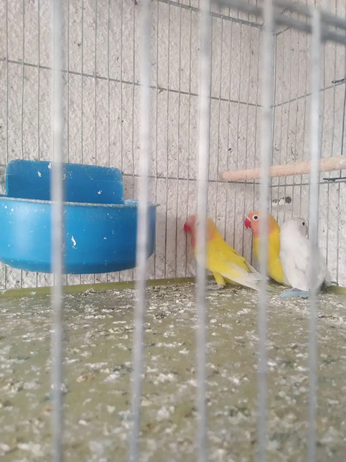 فروش طوطی برزیلی|پرنده|لامرد, |دیوار