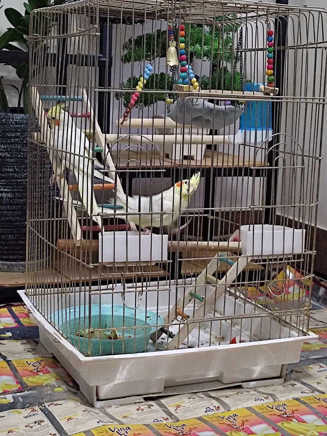 جفت عروس هلندی|پرنده|خرم‌آباد, |دیوار