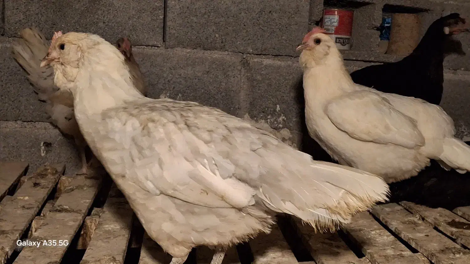 تخم مرغ نطفه دار محلی اصل،نژاد پاکوتاه ریشی|حیوانات مزرعه|خورموج, |دیوار