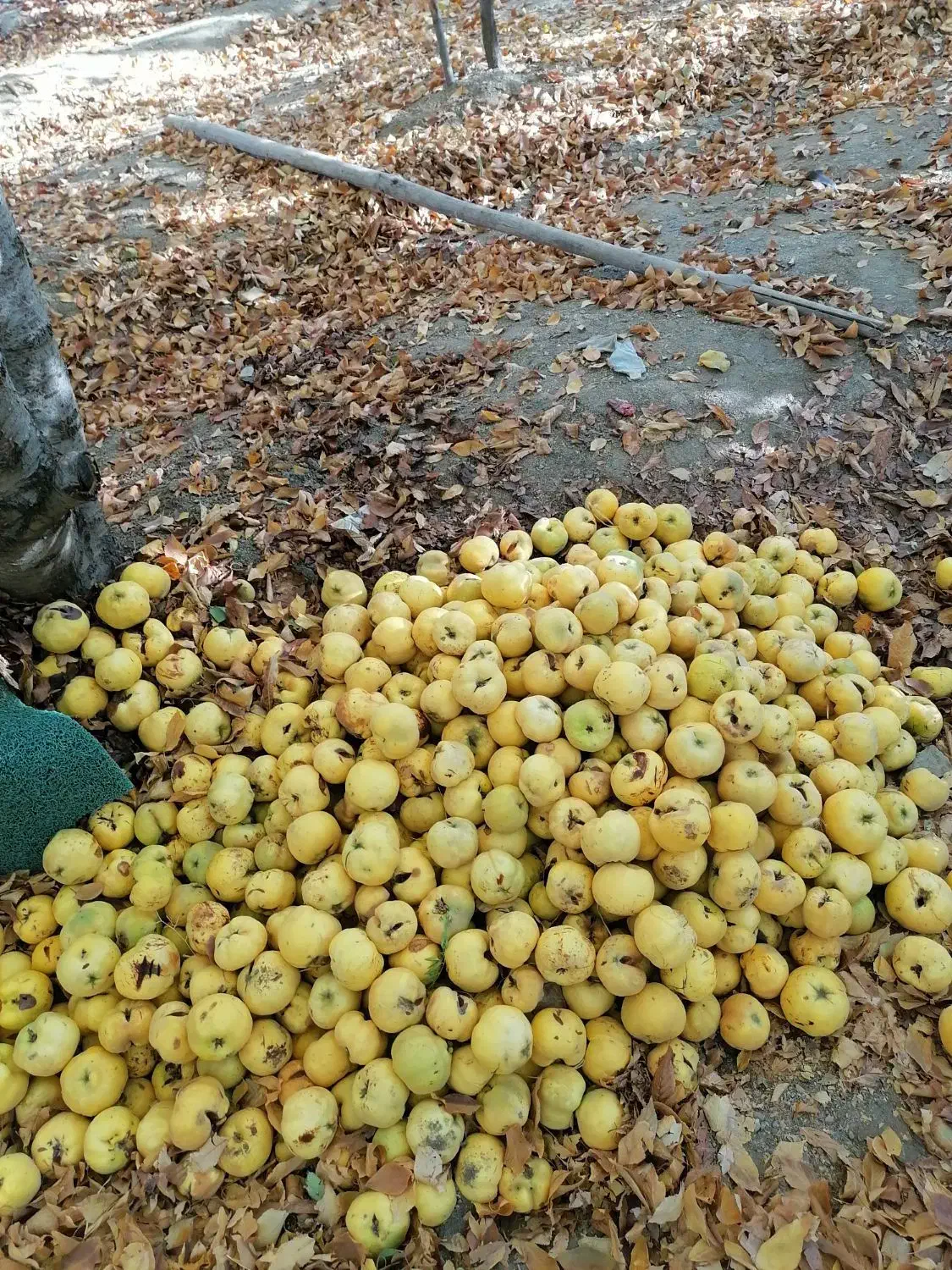 میوه به(بی)|خوردنی و آشامیدنی|موچش, |دیوار