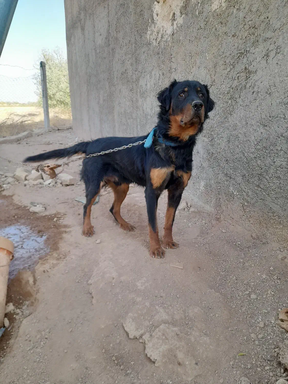 سگ شکاری|سگ|ضیاء آباد, |دیوار