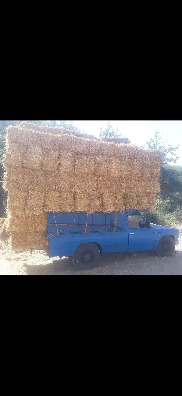 پرس|لوازم جانبی حیوانات|جوین, |دیوار