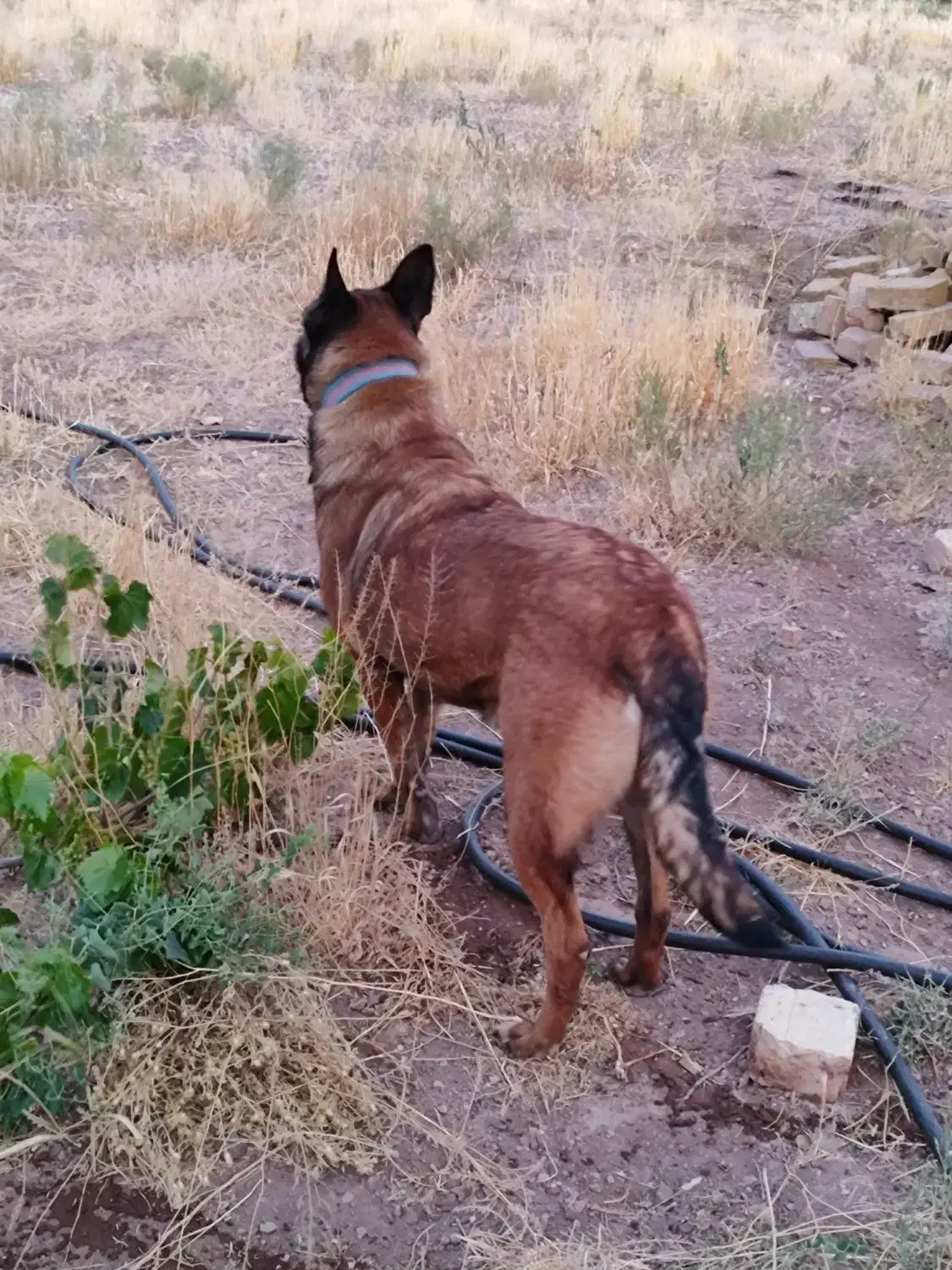 سگ مالینویز|سگ|تهران, منیریه|دیوار