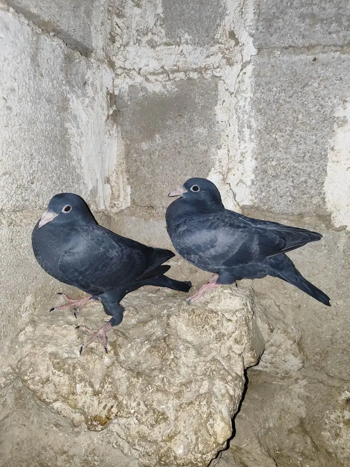 کبوتر جوجه المانی|پرنده|آشخانه, |دیوار