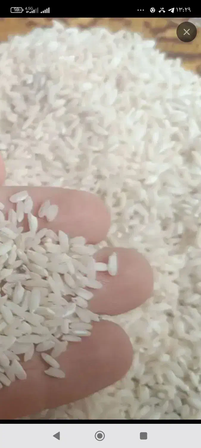 برنج طارم|عمدهفروشی|گیلان غرب, |دیوار