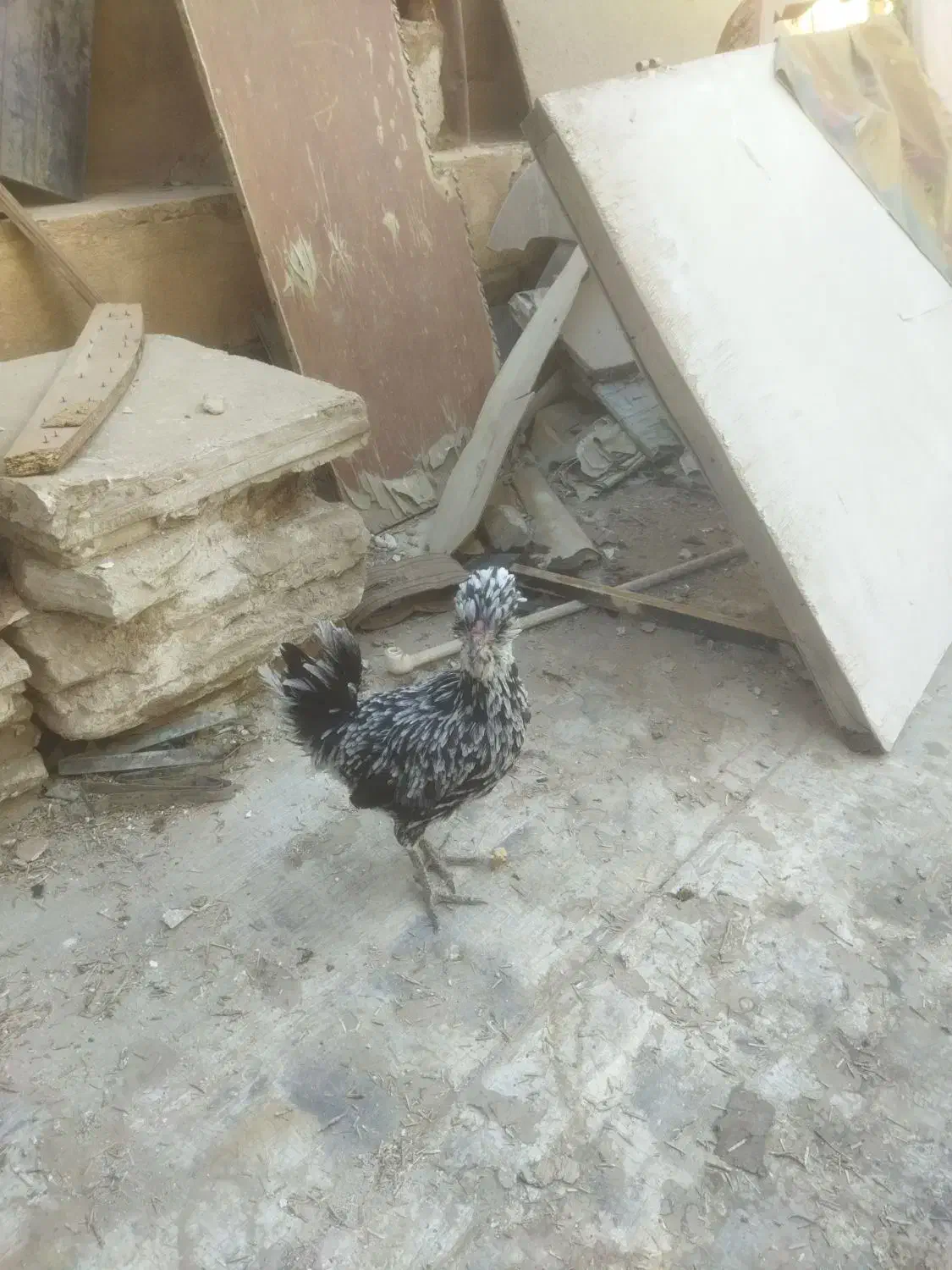 مرغ جوان تخم گذار|حیوانات مزرعه|قم, علی آباد سعدگان|دیوار